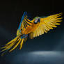Macaw in flight