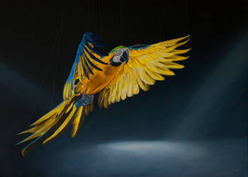 Macaw in flight