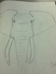Elephant Test