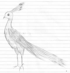 Random Peacock Sketch
