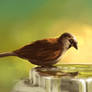 Video - Sparrow