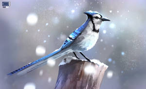 Video - Blue Jay