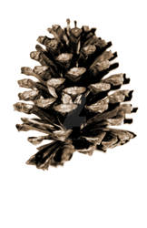 Pinecone.