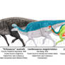 Hadrosauridae