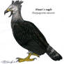 Haast's-eagle