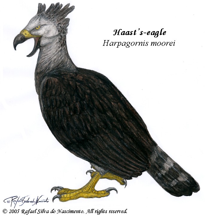 Haast's-eagle