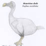 Mauritius-dodo