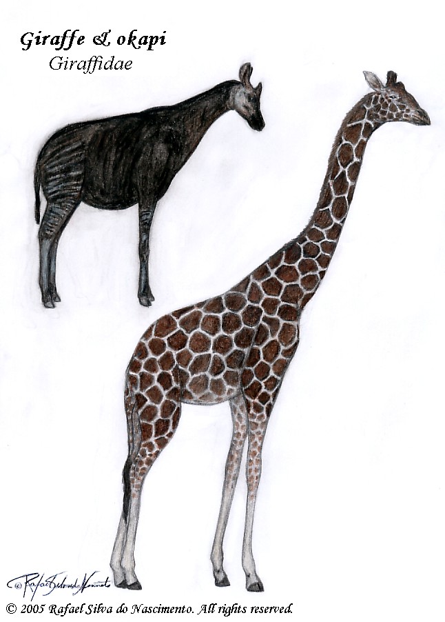 Giraffidae