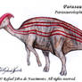 Parasaurolophus cyrtocristatus