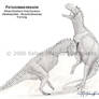 Patagonian Dragon