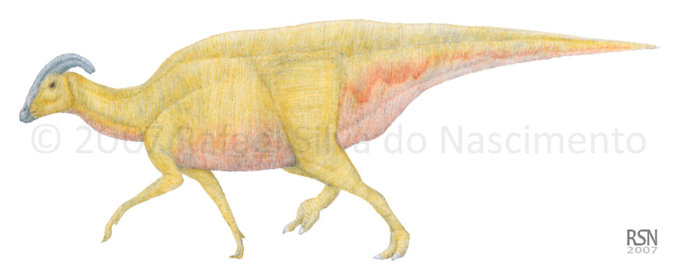 A female Parasaurolophus?