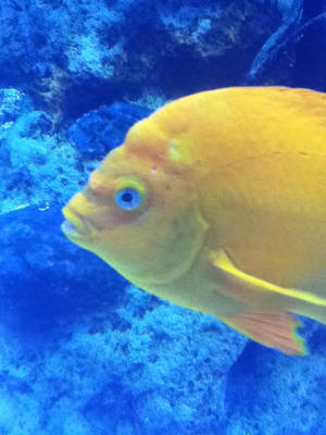 Yellow Fish