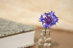 Blue Flower by ugnip