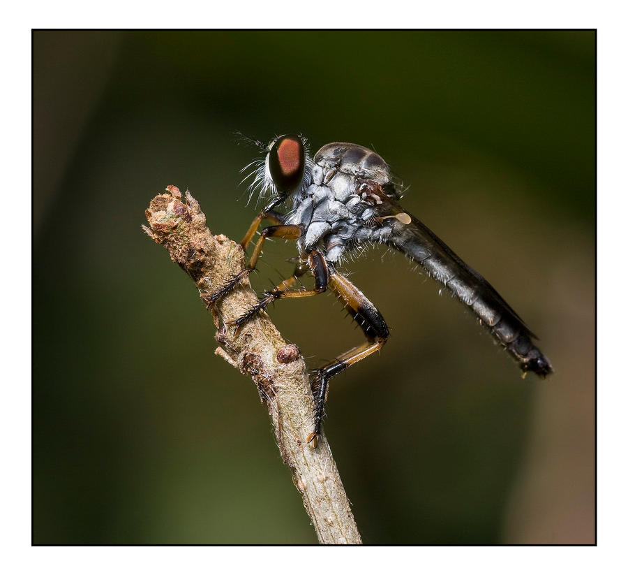 Robberfly