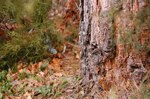 Tree Fodder