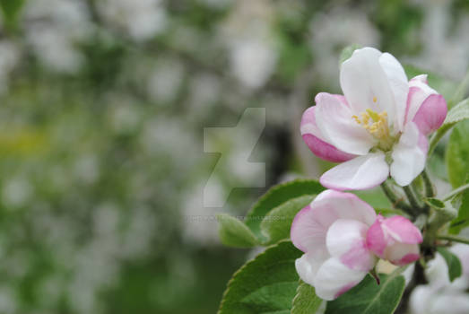 Spring Flowers