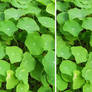 Nasturtium cross-eyed stereo pair