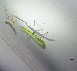 Praying Mantis 3