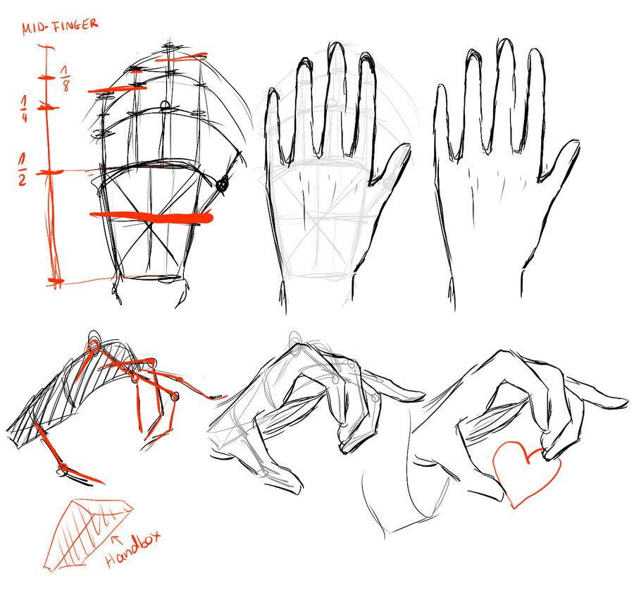 Груки. Анатомия рук кисти рук референс. Анатомия кисти референс. Анатомия кисти руки человека референс. Анатомия человека для рисования руки.
