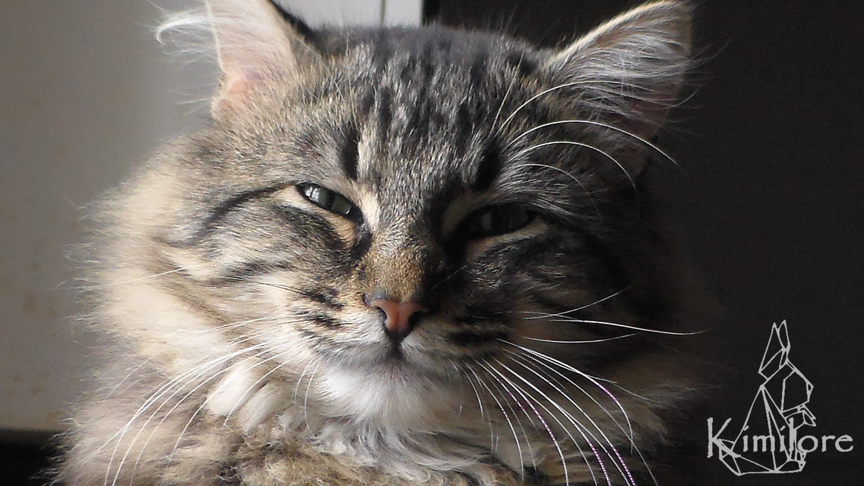 6 Angora Tigre By Kimilore On Deviantart 6 Angora Tigre By Kimilore On Deviantart