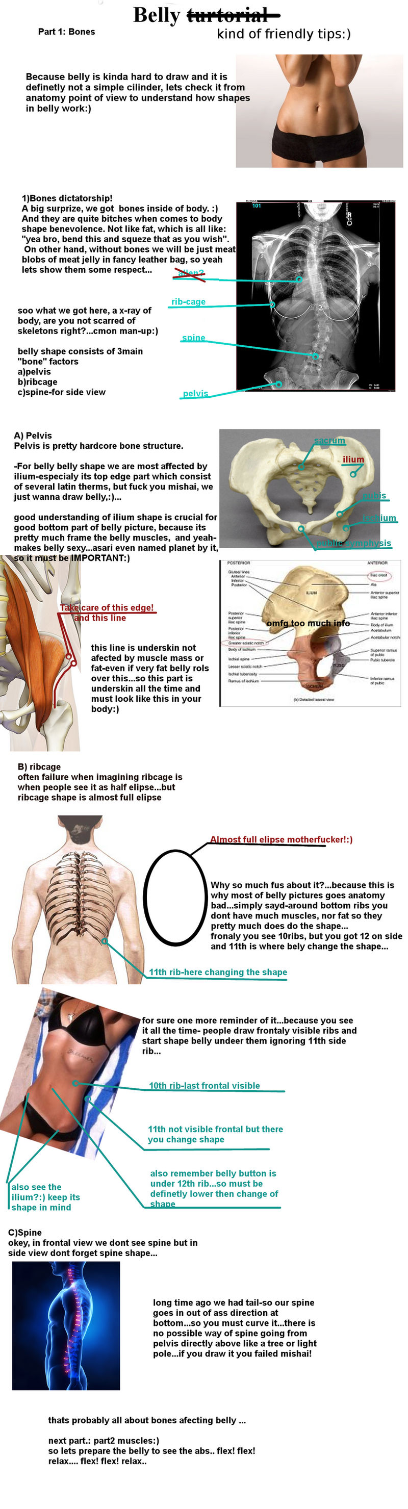 Belly study turtorial part1:bones