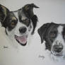 Commission: Collies
