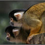 Squirrel Monkeys