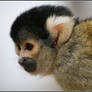 Squirrel Monkey