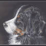 Bernese Mountain Dog portrait
