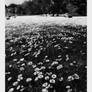 Fields of Daisies
