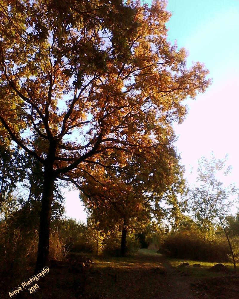 oak tree by arashy-ga-oka on DeviantArt