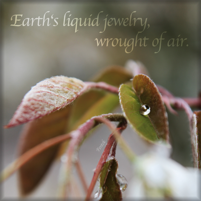 Earth's liquid jewelry. Wrought of air.