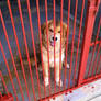 The most beautiful dog I ever saw in my life
