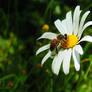 This is my flower...