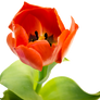 Tulip +