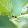 Ant On Leaf