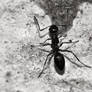 Black Ant