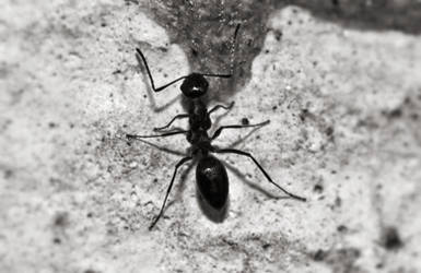 Black Ant by Labyr1nth