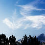 Cloud and Tree