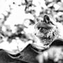 Domestic Cat - BW