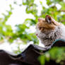 Domestic Cat