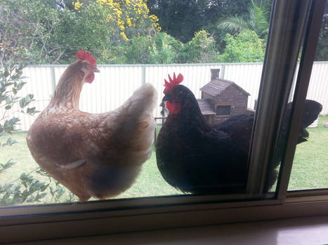 Chicken's on my window