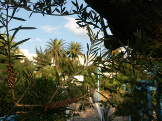 Park in Sidi Bou Said