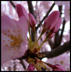 Pink Blossom and Buds 1