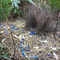 Satin bowerbird display nest thing