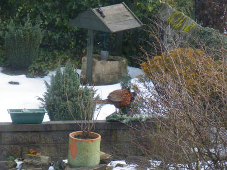 Pheasant garden bird stock