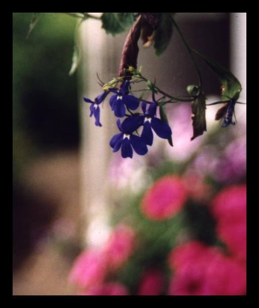 Blue flowers hanging down by karaff on DeviantArt