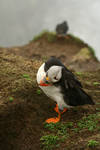 Scratchin' Puffin by Gertcars