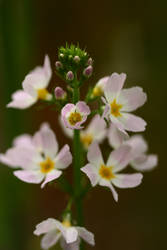 Hottonia palustris