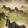 Zebra Grace